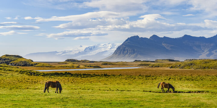 Horses (Equus Caballus) grazing in a grass field with the majestic mountains in the background, Eastern Iceland; Hornafjorour, Eastern Region, Iceland