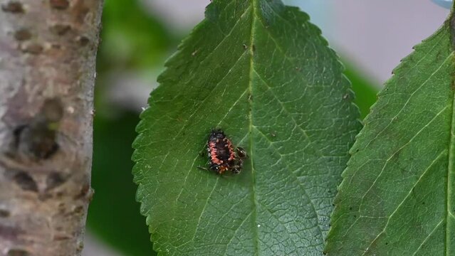 Common garden ant eating harlequin ladybird in pupa phase of life cycle. Pupa had previously been eaten by ladybird larva