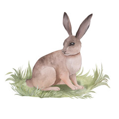 Watercolor illustration of a cartoon hare in the grass isolated