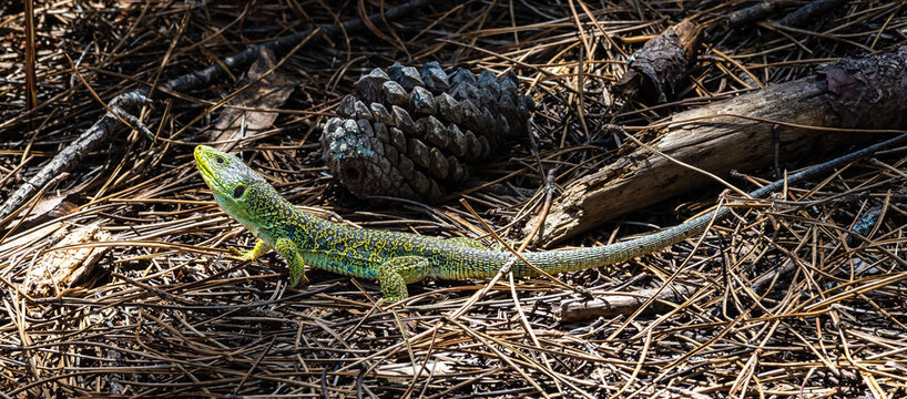 Ocellated lizard, Timon lepidus iat the Cies Islands, Galicia, Spain