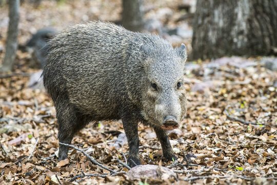 Javalina or Collared Peccary (Pecari tajacu) at Cave Creek Ranch in the Chiricahua Mountains near Portal; Arizona, United States of America