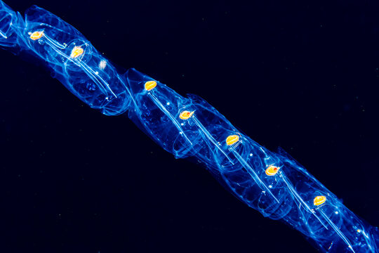 A chain of salps (Salpa sp.) that was  photographed under water during a blackwater dive off the Kona coast, the Big Island; Island of Hawaii, Hawaii, United States of America