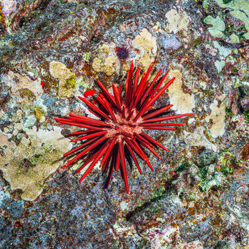 Red Slate Pencil Urchin and Needle-spined urchins, Hawaii, USA