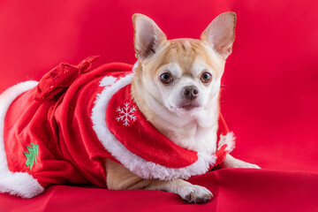 Chihuahua in a christmas dress