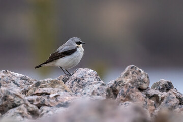 northern wheatear