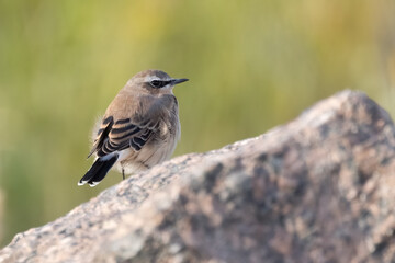 northern wheatear