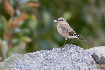 northern wheatear