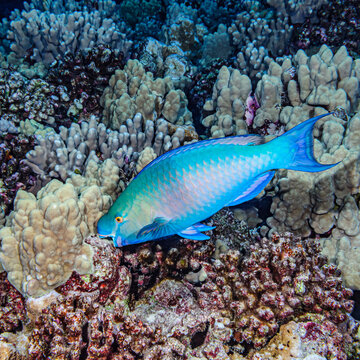 Male Bullethead Parrot feeding, Hawaii, USA