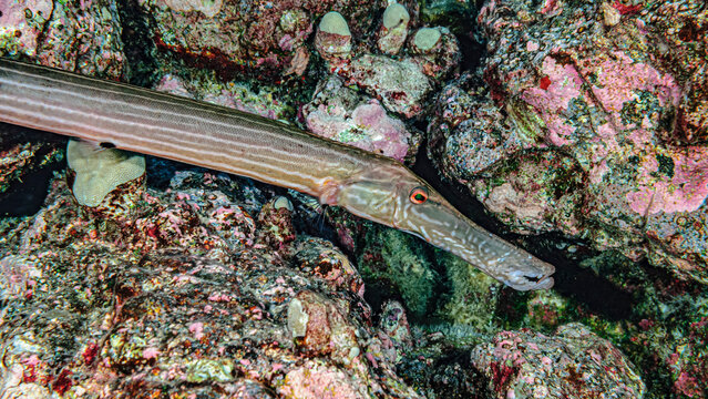 Close-up of a Chinese Trumpetfish (Aulostomus chinensis) poised next to volcanic rock reef off the Kona coast, the Big island; Island of Hawaii, Hawaii, United States of America