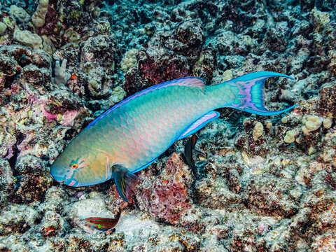 A colourful terminal male Redlip Parrotfish (Scarus rubroviolaceus) foraging off the Kona coast, the Big Island, Hawaii; Island of Hawaii, Hawaii, United States of America