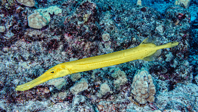 Chinese Trumpetfish (Aulostomus chinensis) yellow morph photographed under water off the Kona coast, the Big island; Island of Hawaii, Hawaii, United States of America
