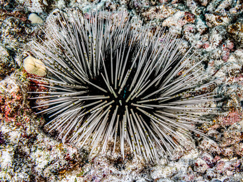 Banded sea urchin (Echinothrix calamaris) on a reef off the Kona coast, the Big Island; Island of Hawaii, Hawaii, United States of America