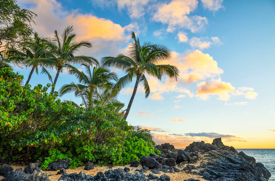 Coastline of Maui with rugged lava rock and palm trees at sunset; Kihei, Maui, Hawaii, United States of America