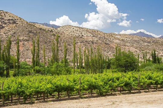 A vineyard in front of desert hills in South America; Cachi, Salta, Argentina