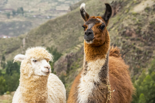Two Llamas (Lama glama) side by side looking at the camera; Pisac, Cusco, Peru