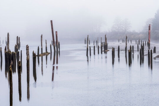Pilings were placed in the Netul riverbed to secure rafts of logs from logging operations; Astoria, Oregon, United States of America
