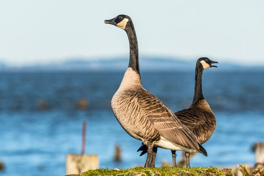 Two Canada geese (Branda canadensis)  loaf on pilings along the Astoria riverfront in Oregon; Astoria, Oregon, United States of America