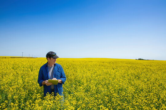 Farmer standing in a canola field using a tablet and inspecting the yield; Alberta, Canada