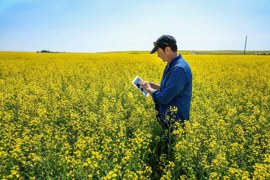 Farmer standing in a canola field using a tablet and inspecting the yield; Alberta, Canada