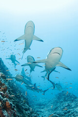 Grey reef shark