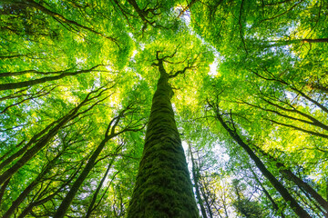Looking up along the trunk of a mossy tree in summer, Lough Graney; County Clare, Ireland
