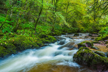 Water cascades on a small river in a vibrant green forest in summer; Lismore, County Waterford, Ireland