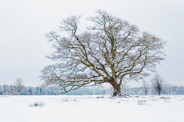 Close up view of a snow-covered bare tree in winter in a snow-covered field, Muckross House, Killarney National Park; County Kerry, Ireland