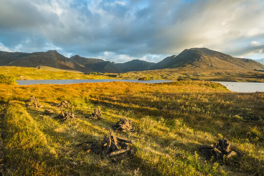 Stacks of turf drying on a bog in Connemara with mountains in the background; Connemara, County Galway, Ireland