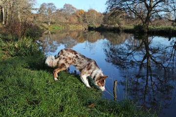 A tri colour red merle border collie seven month old puppy, stood on a riverbank.