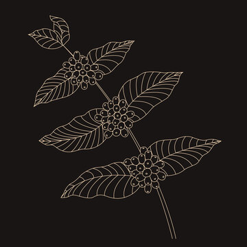 Illustration en contour d'une plante de caf&eacute; (caf&eacute;ier) avec les feuilles et cerises de caf&eacute; sur la branche