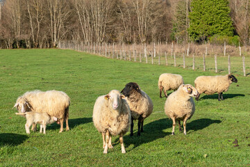 Obraz premium Baby lamb in the meadow in the sun with the flock