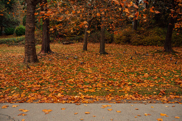 autumn trees in the park with orange leaves covering grass