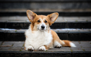 Obraz premium dog corgi lies on the steps