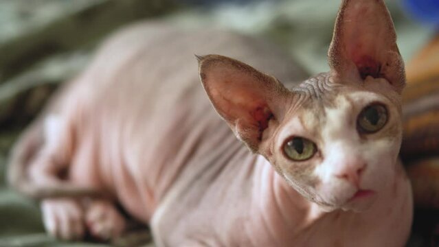 Sphynx cat lies on the bed. Naked cat. Kitten without hair. Eye close-up portrait
