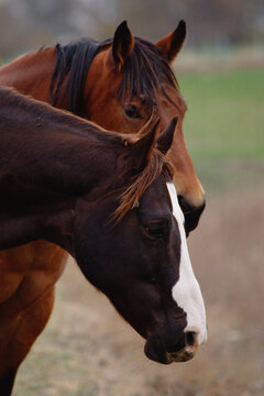Close Up of Horses
