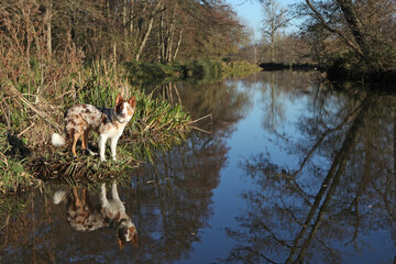 A tri colour red merle border collie seven month old puppy, stood on a riverbank.