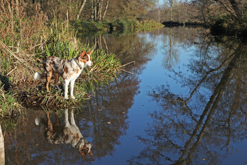 A tri colour red merle border collie seven month old puppy, stood on a riverbank.