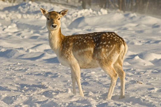 Fallow Deer, Omega Park, Montebello, Quebec, Canada