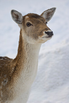 Red Deer, Omega Park, Montebello, Quebec, Canada