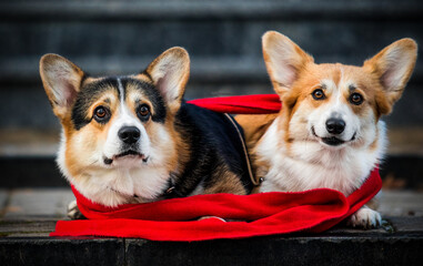 two dogs side by side, a corgi on the steps