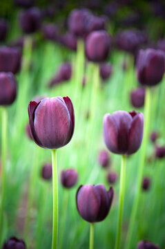 Black Tulips, Ottawa, Ontario, Canada