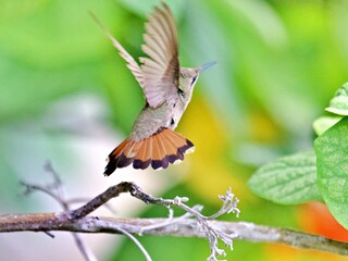 Kolibri auf Futtersuche