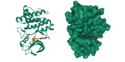 Lyn tyrosine kinase domain-dasatinib complex. 3D cartoon and Gaussian surface models, PDB 2zva