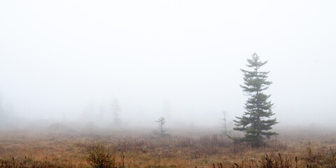 Dolly Sods and Fog