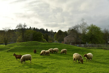 Petit troupeau de moutons dans un grand enclos sous un ciel gris à Han-Sur-Lesse