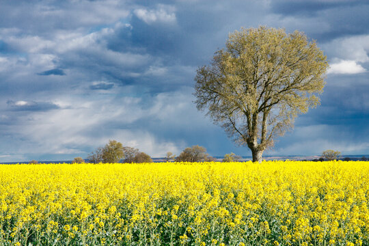 Almendra 이미지 – 찾아보기 3,920 스톡 사진, 벡터 및 비디오 | Adobe Stock