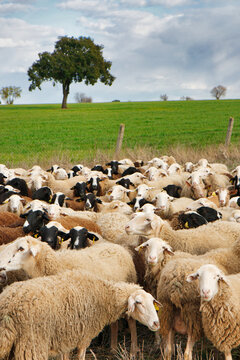 Flock of sheep grazing in a field of Zamora province near La Almendra village, Castile Leon, Spain