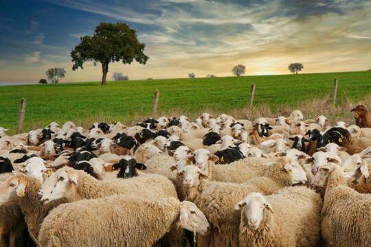 Flock of sheep grazing in a field of Zamora province near La Almendra village, Castile Leon, Spain