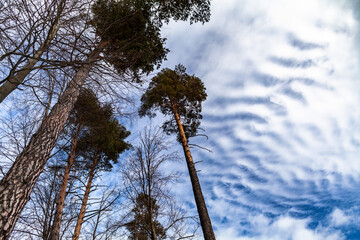 Pine trees and funny clouds on the blue sky