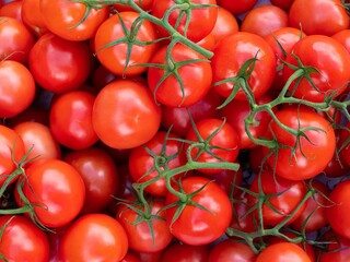 Red vine tomatoes 